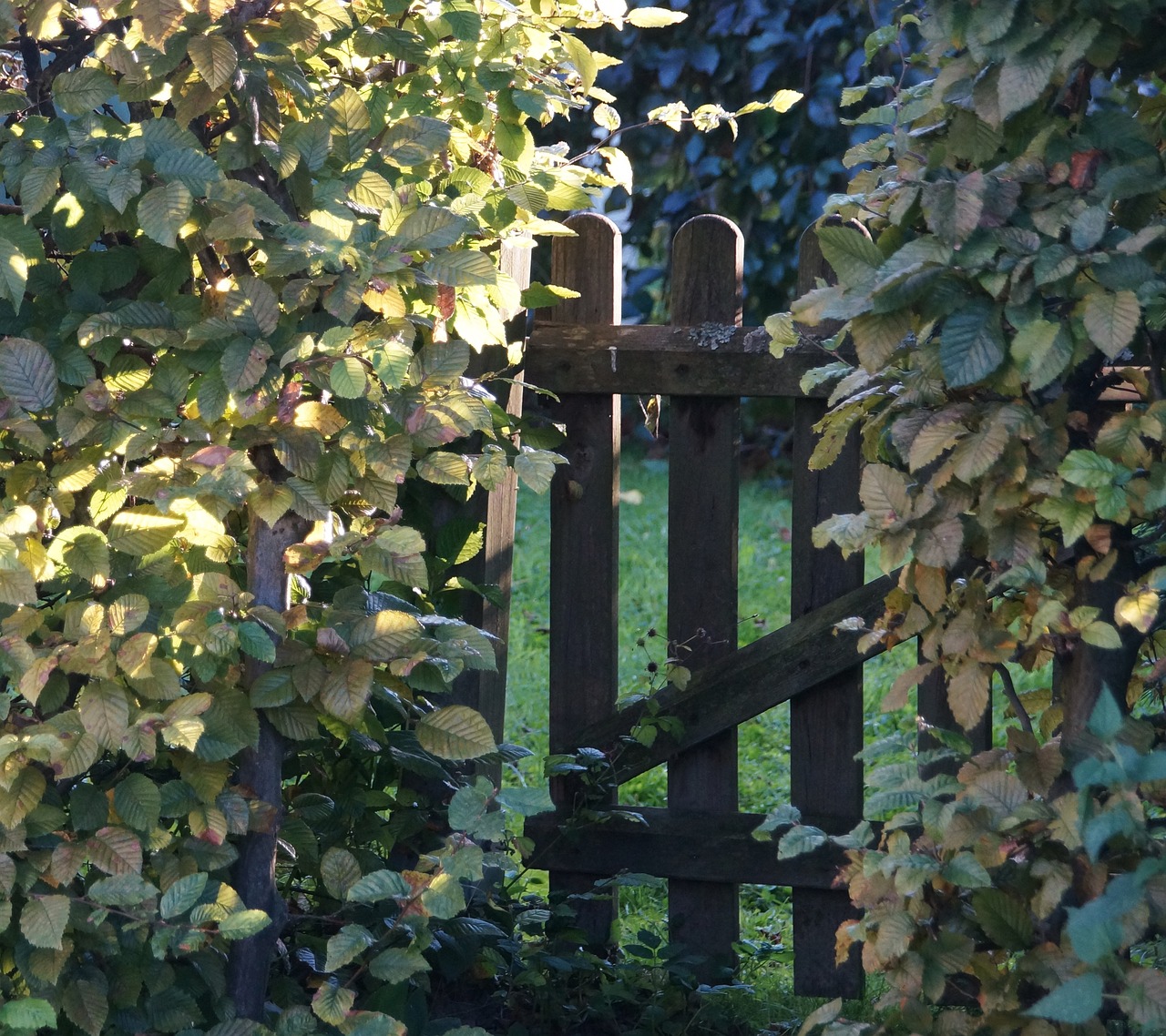 garden gate, hedge, garden fence